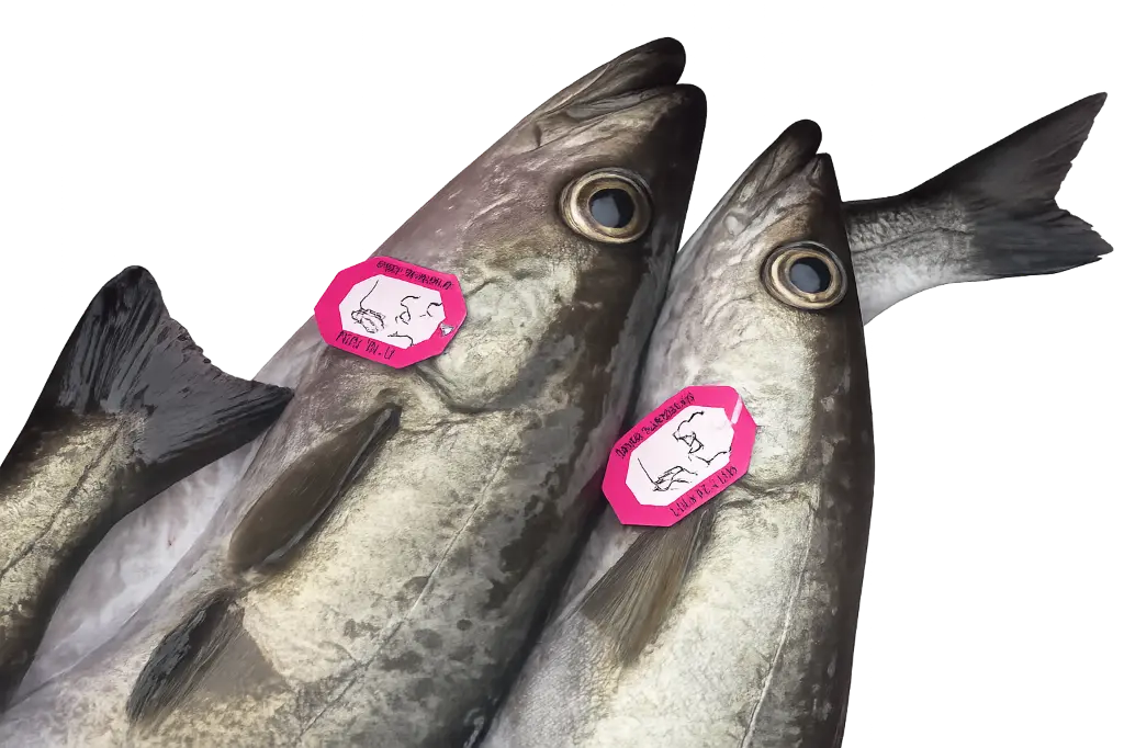 Lieu Jaune de Ligne Breton