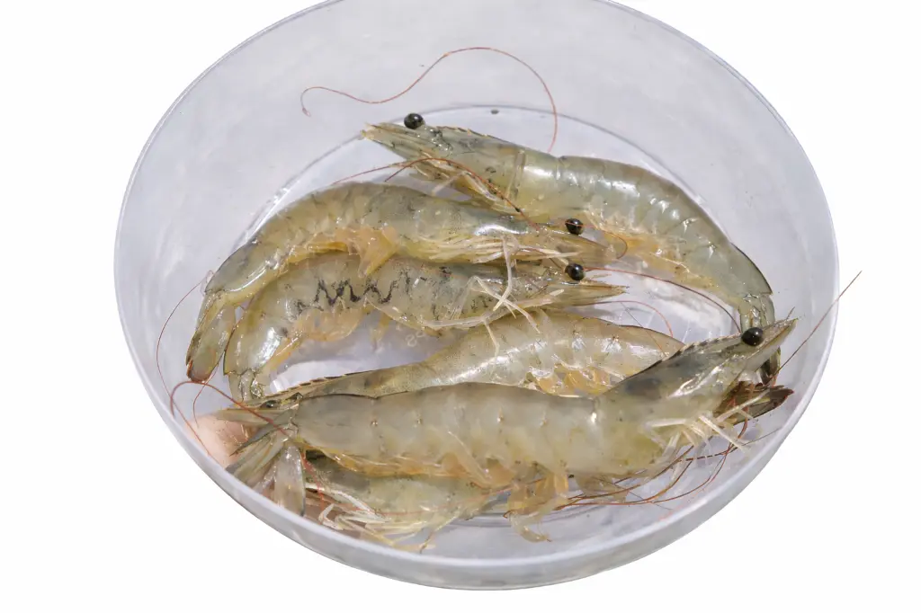 Crevettes surgelées 1.8 kg 20/40