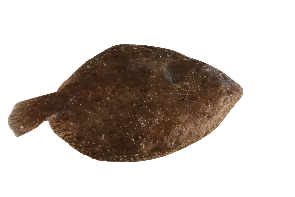 Barbue Bretonne Petit Bateau 1-2 kg