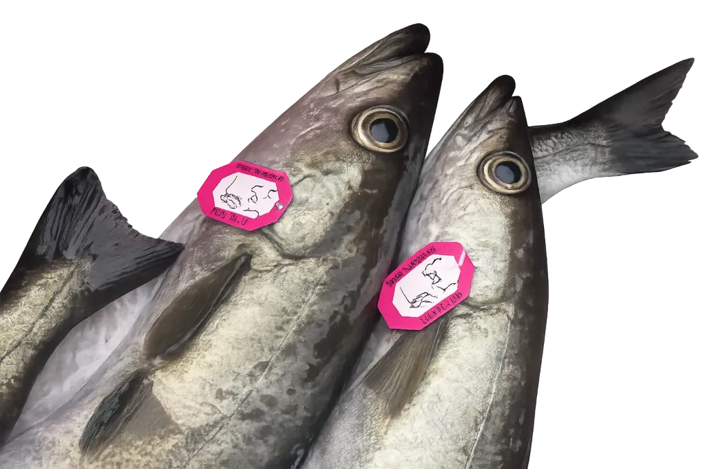 Lieu Jaune de Ligne Vide 1.5/3kg