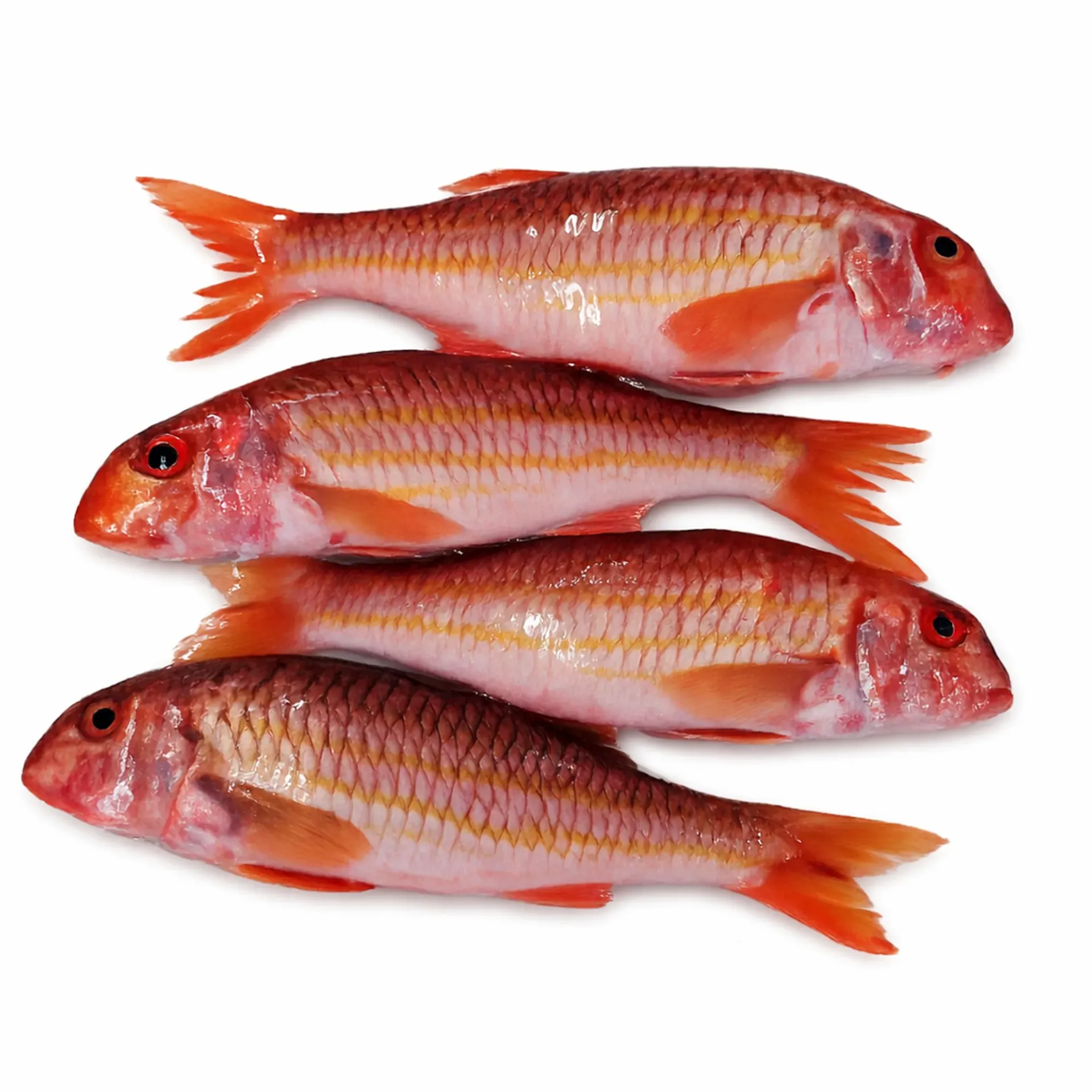 Rouget Barbet Sauvage 300 / 500 g – Caisse 3 kg