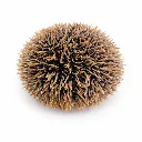 Oursins de Plongée – 3 kg