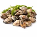 Palourdes Moyennes – 1 kg