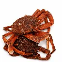 Araignée de Mer Mâle 800 g+ –