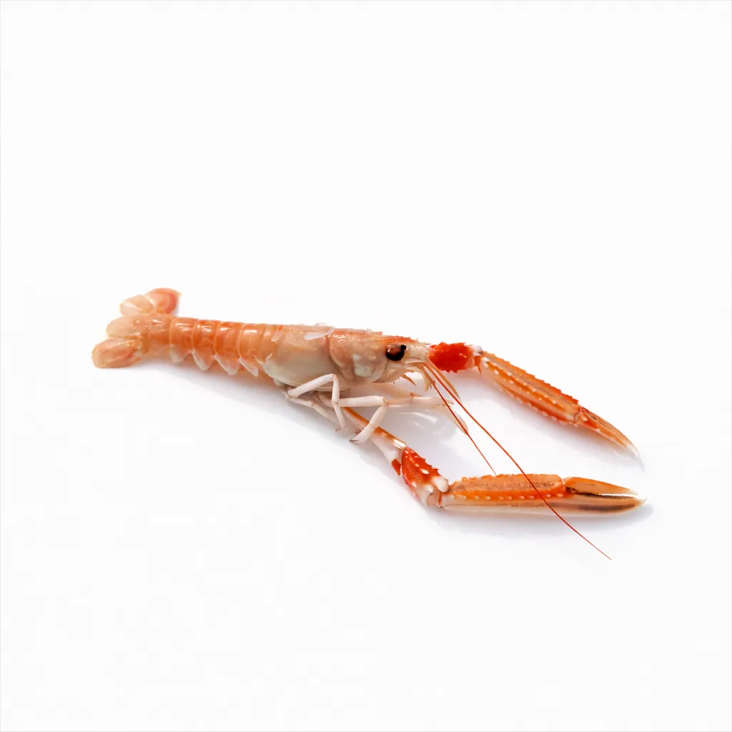 [CR-0022-WEB] Langoustines Écosse Est 15 / 20 – Caisse 3 kg