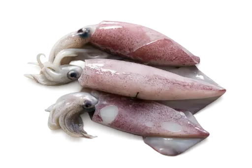 Encornets 300/500 petit bateau 3 kg